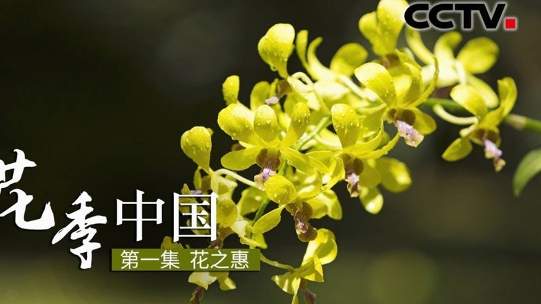 花呗给别人套现有影响吗