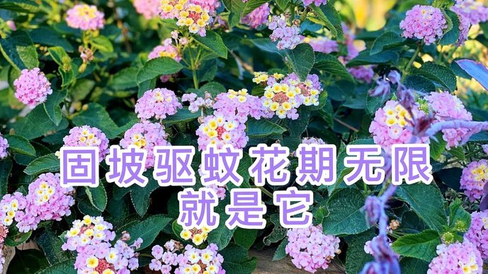 花呗秒套平台陷阱揭秘