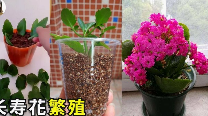 这究竟是Bug还是设计缺陷？