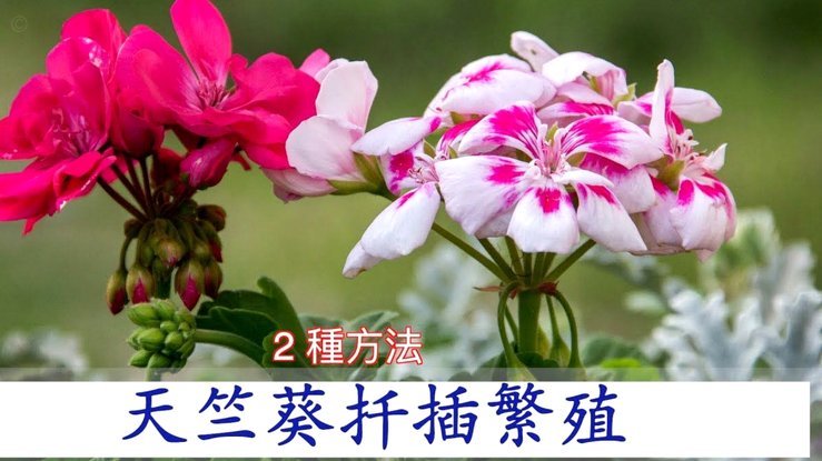 携程“拿去花”失效背后：平台逻辑与用户预期的错位