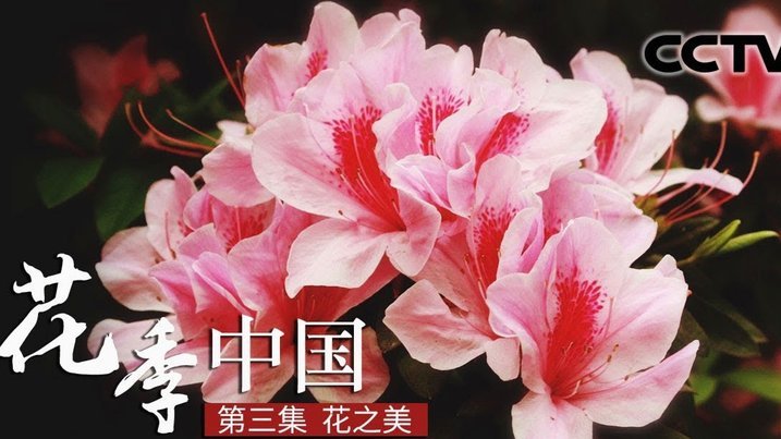 谁知道花呗怎么套出来?
