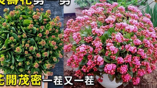 携程拿去花怎么分期付款