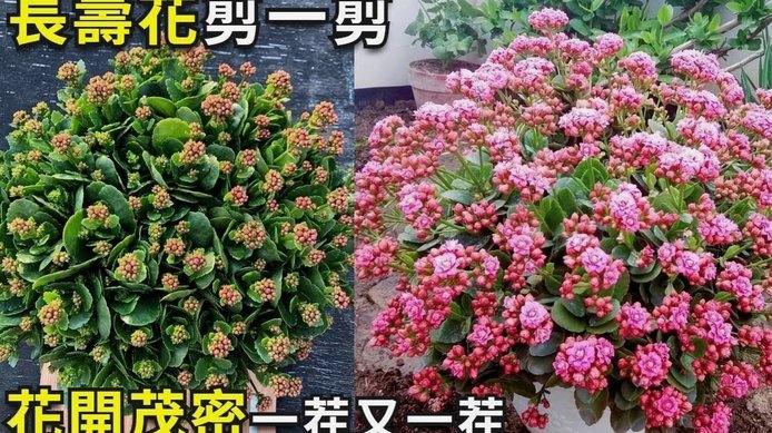 花呗如何套用出来