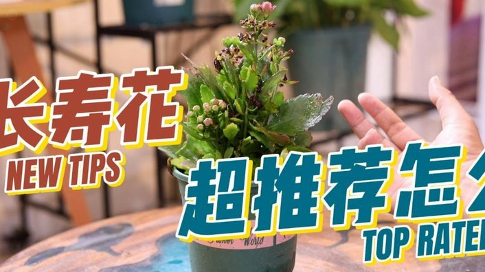 拿去花怎么套出来知乎