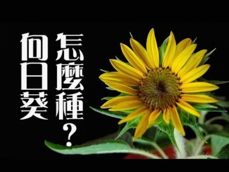花呗现款运用技巧解析