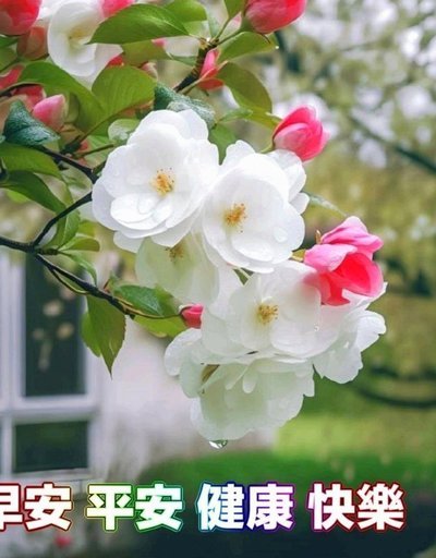 快速套花呗