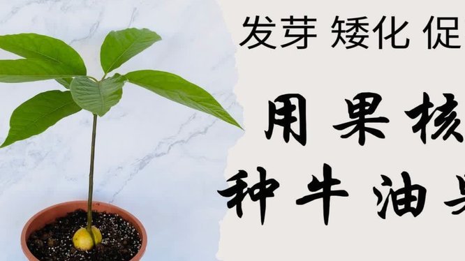 白条加油额度获取技巧